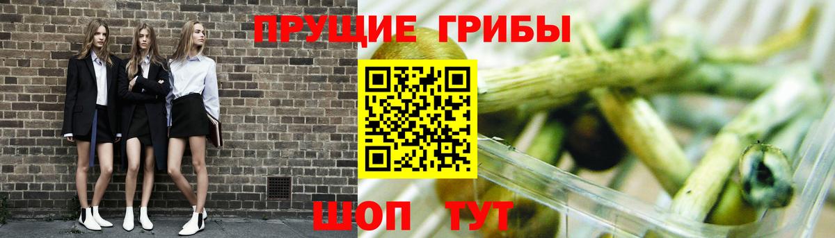 купить наркотики цена  Псилоцибиновые грибы Psilocybe  Вход с VPN  Отрадное 